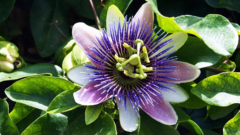 Passiflora per dormire
