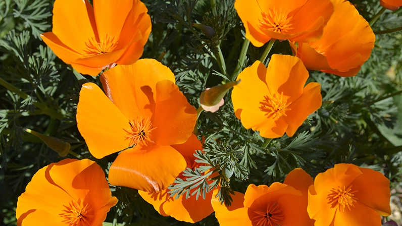 Passiflore