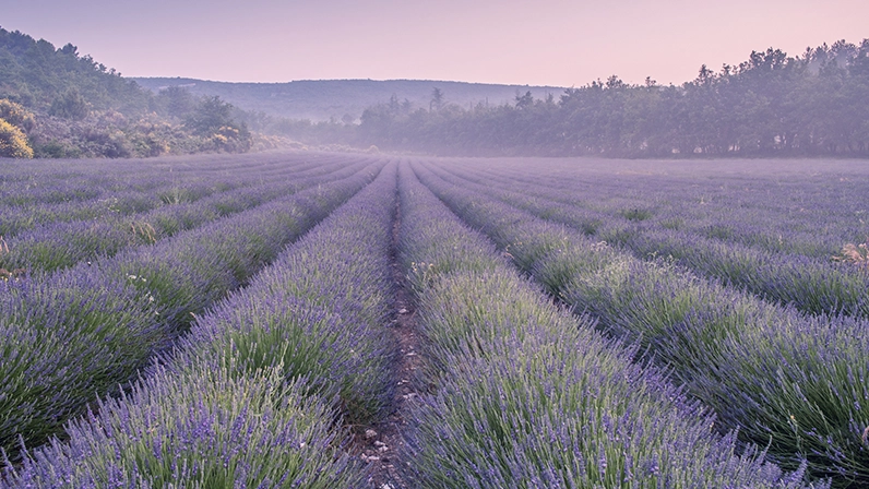 Champs de lavande