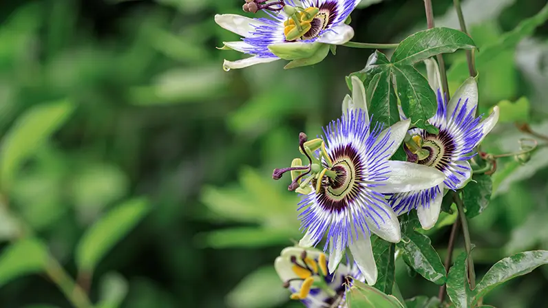 Integratore per dormire passiflora
