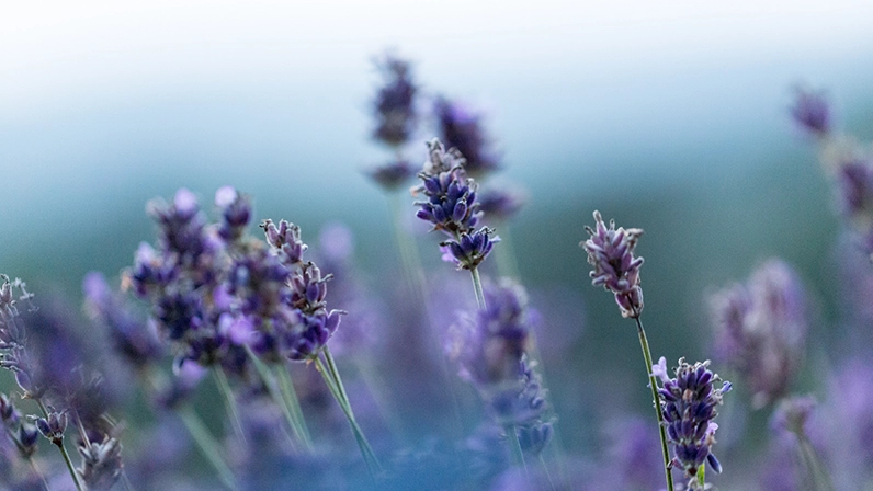 Fleurs de lavande